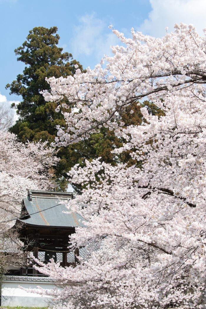 珊瑚寺の桜