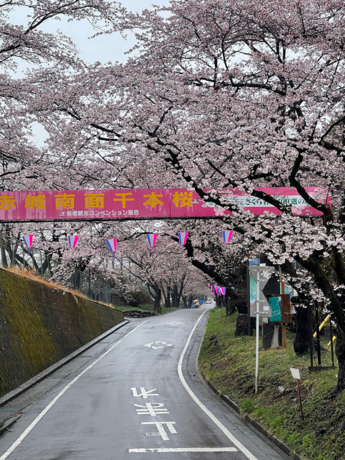 赤城南面千本桜