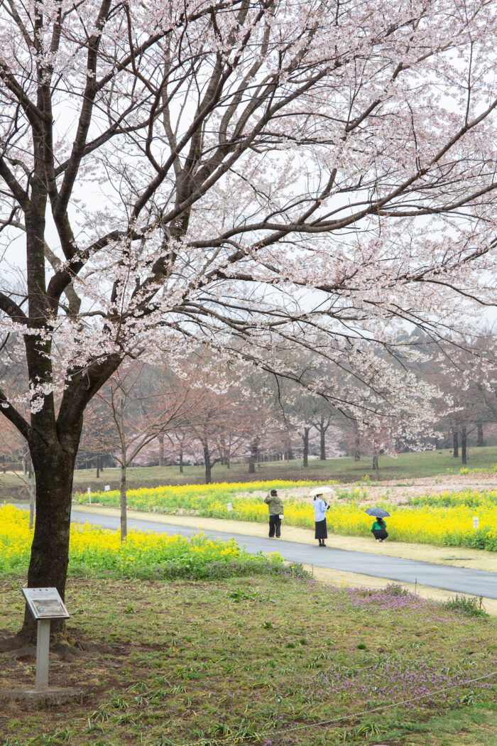 みやぎ千本桜の森「淡墨桜」