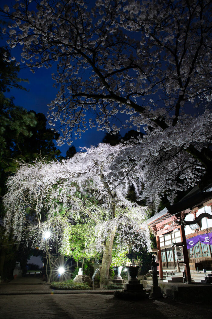 金剛寺の桜のライトアップ