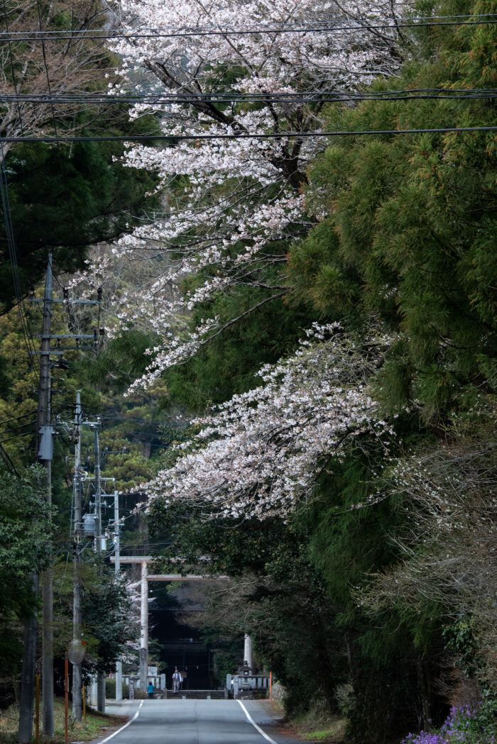 赤城神社の桜