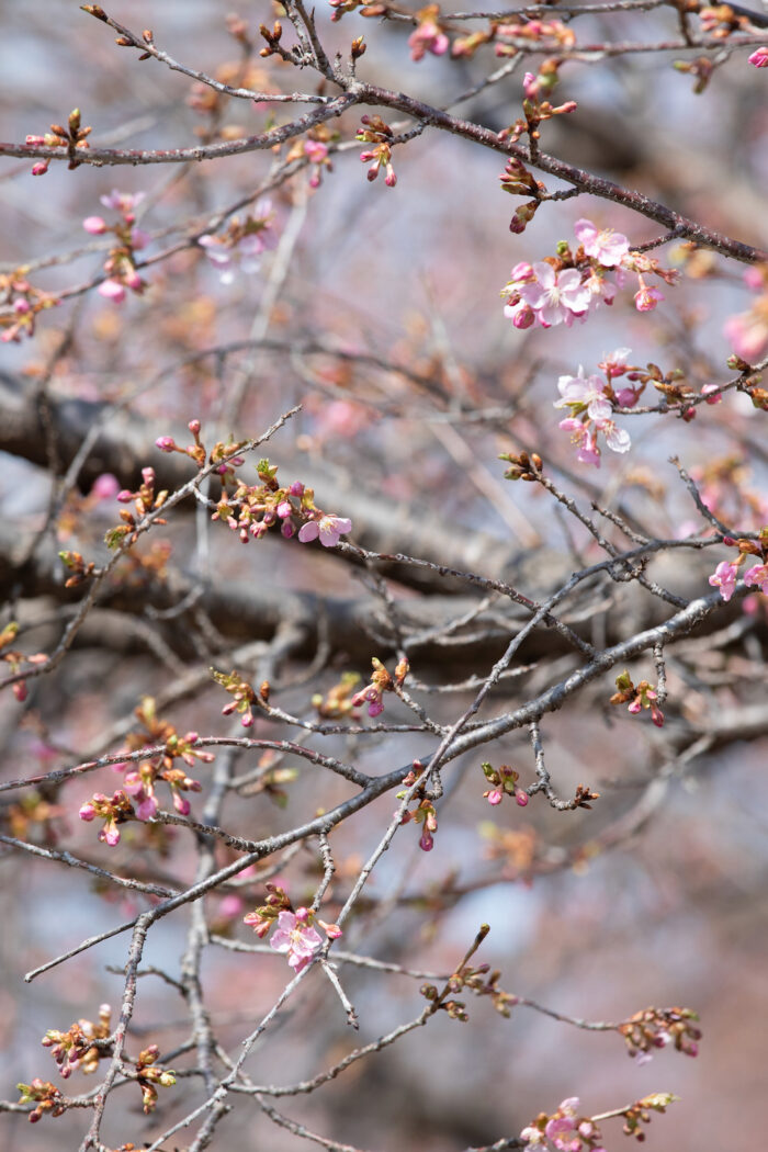 みやぎ千本桜の森のカワヅザクラ