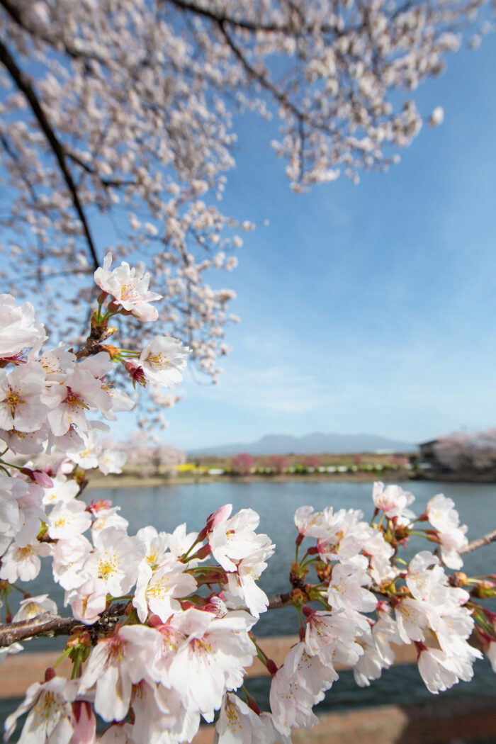 谷地沼親水ふるさと公園の桜