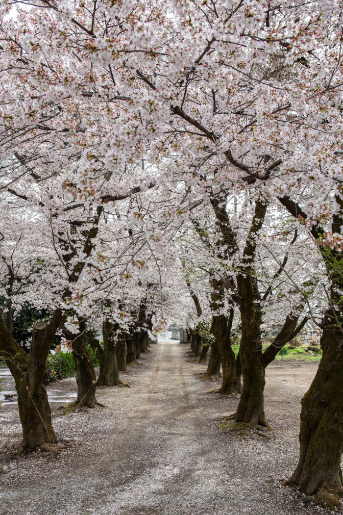 金蔵院の桜