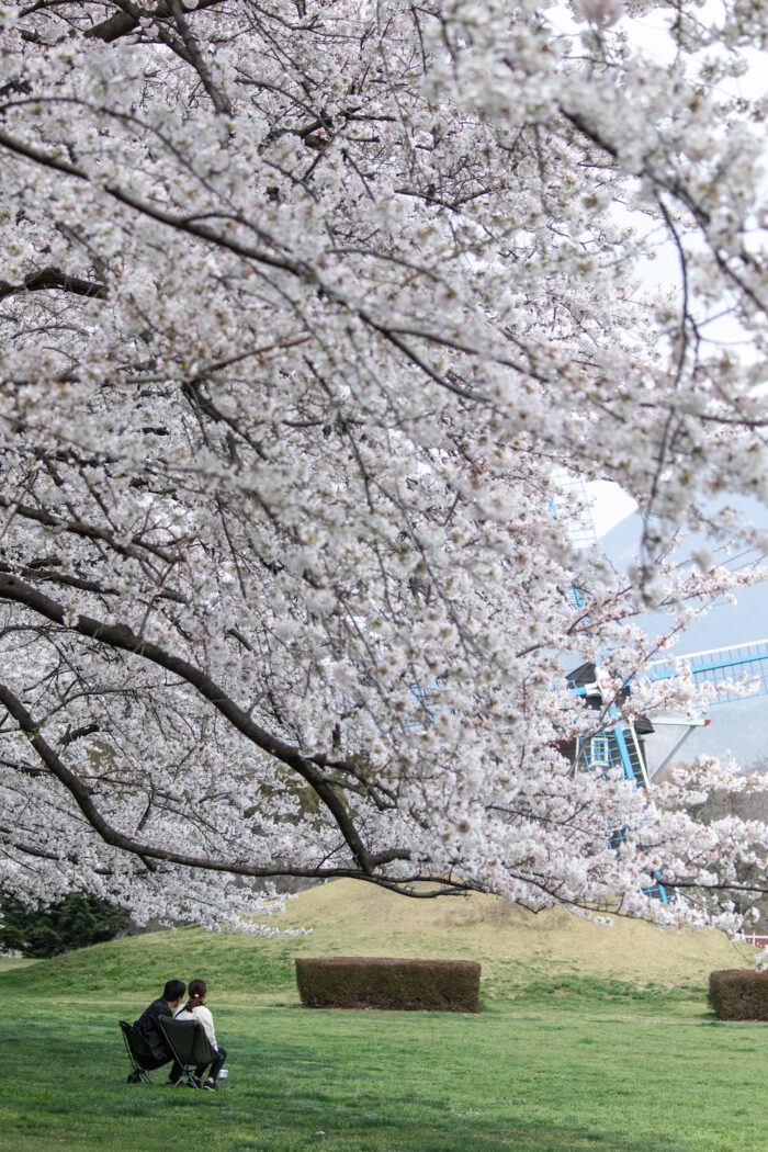 大胡ぐりーんふらわー牧場の桜