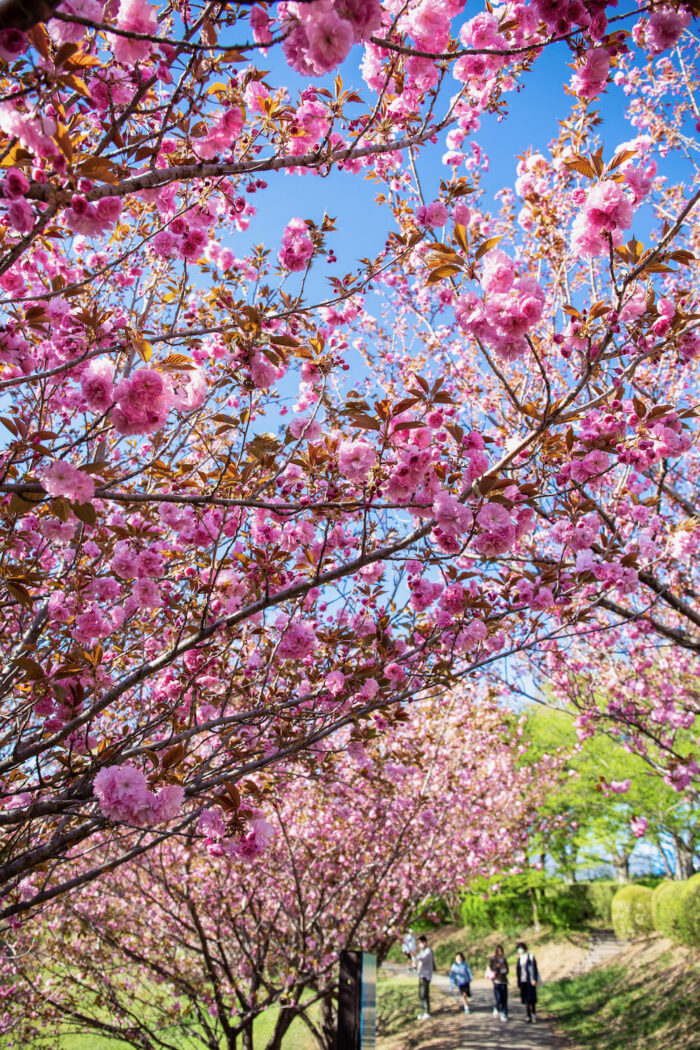 大胡ぐりーんふらわー牧場の八重桜