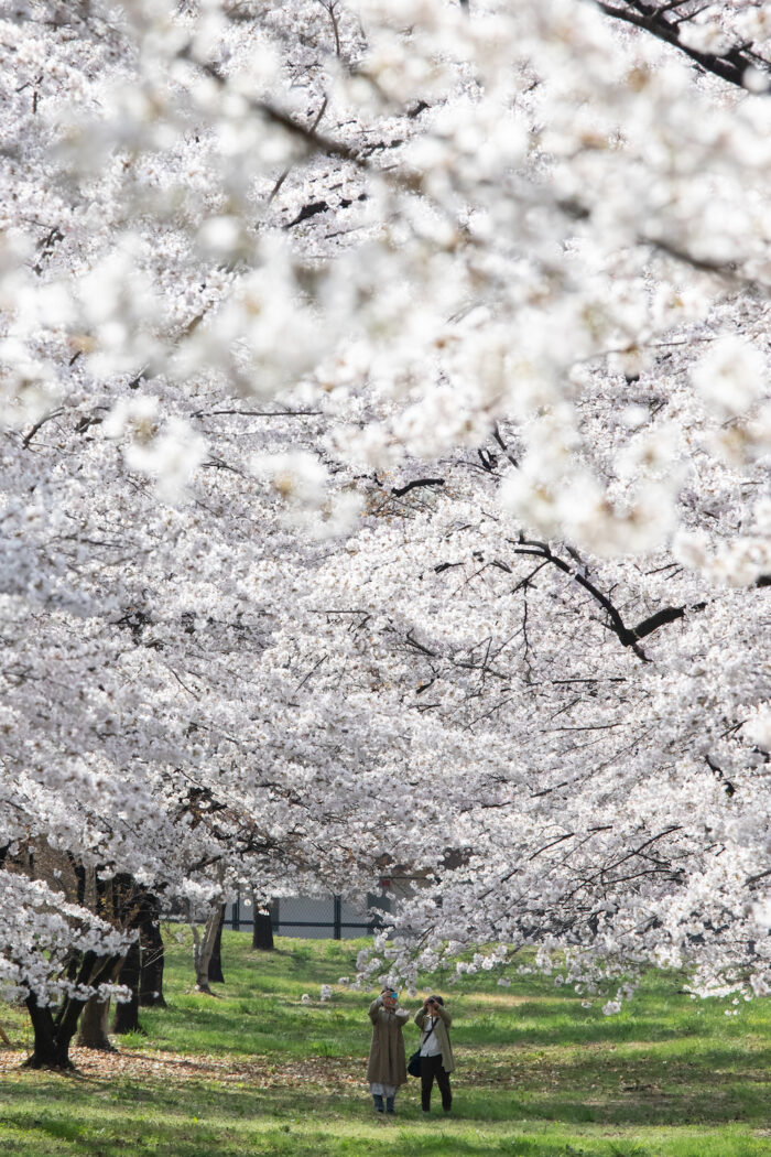 赤城南面千本桜