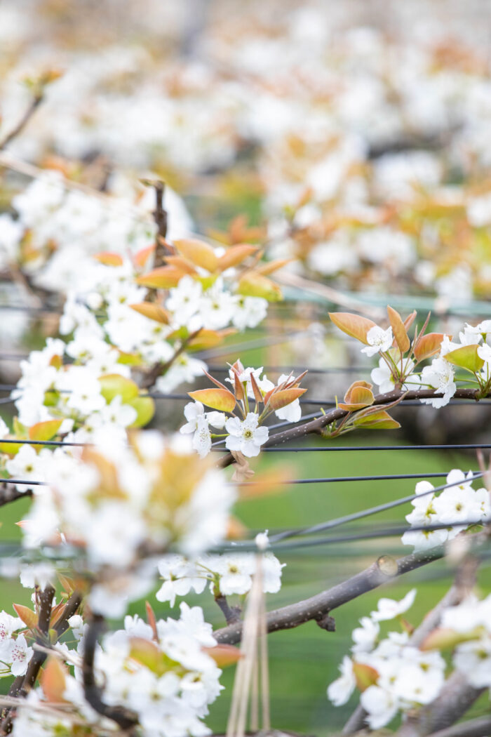 梨の花