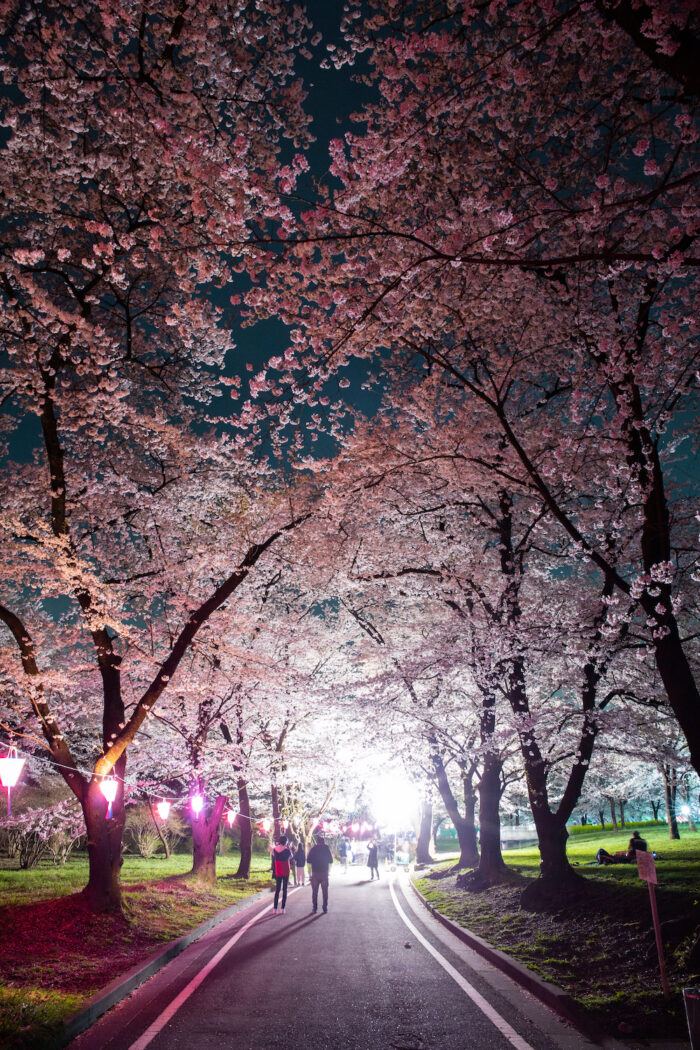 赤城南面千本桜の夜桜