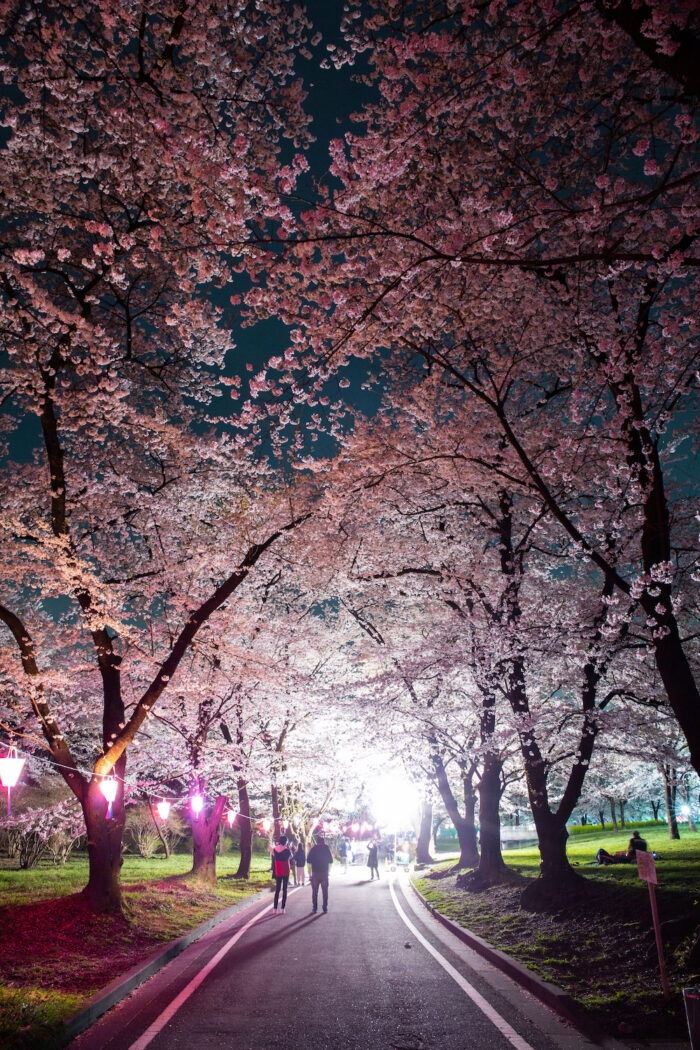 赤城南面千本桜の夜桜