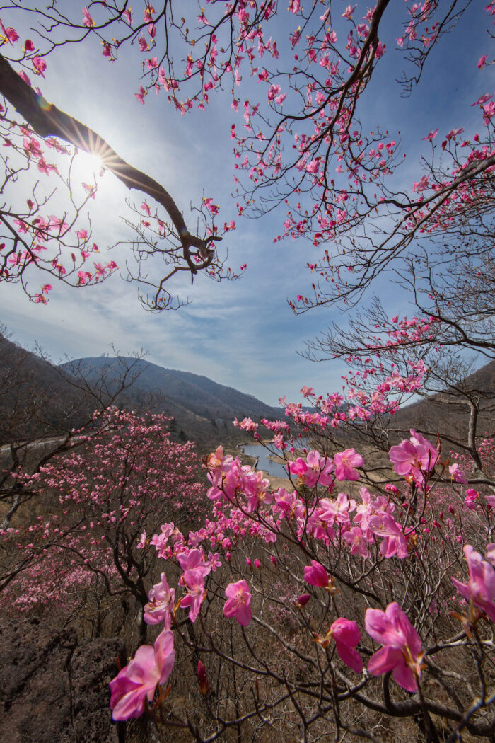 赤城山　篭山のアカヤシオ