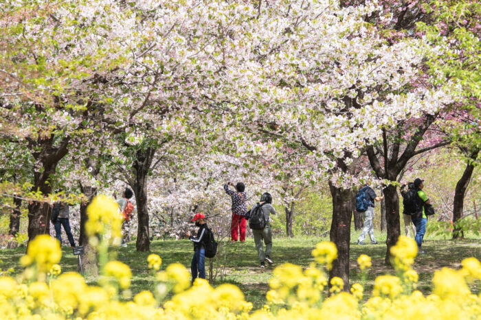 みやぎ千本桜の森