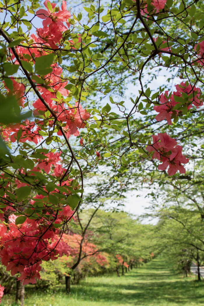 赤城南面千本桜のヤマツツジ