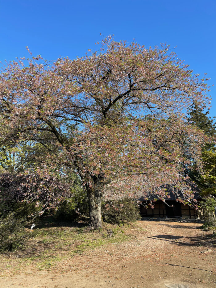 4月10日(月)の桜の様子