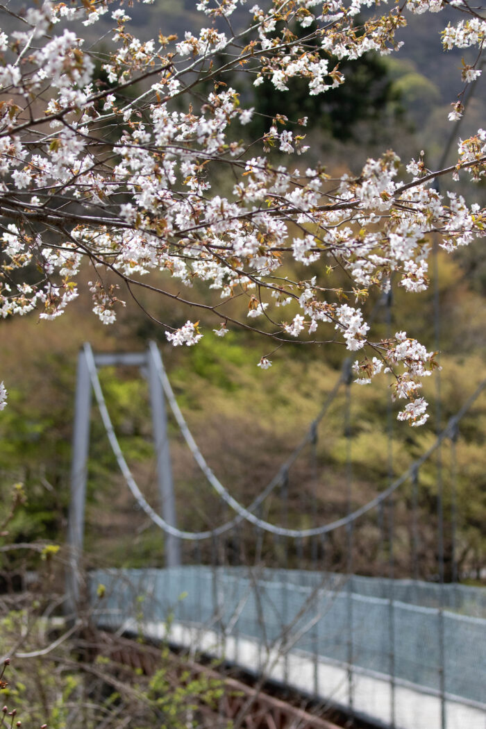 赤城森林公園SUBARUふれあいの森 赤城「さくらの広場」