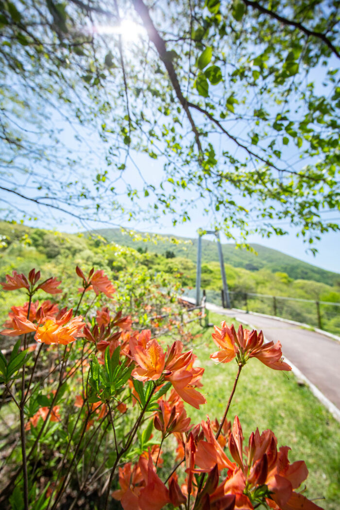 県立赤城森林公園/SUBARUふれあいの森 赤城のさくらの広場