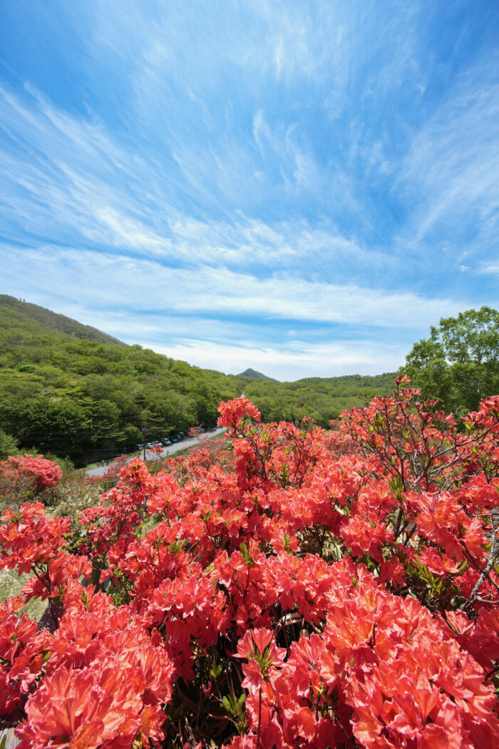 赤城山　見晴山のレンゲツツジ