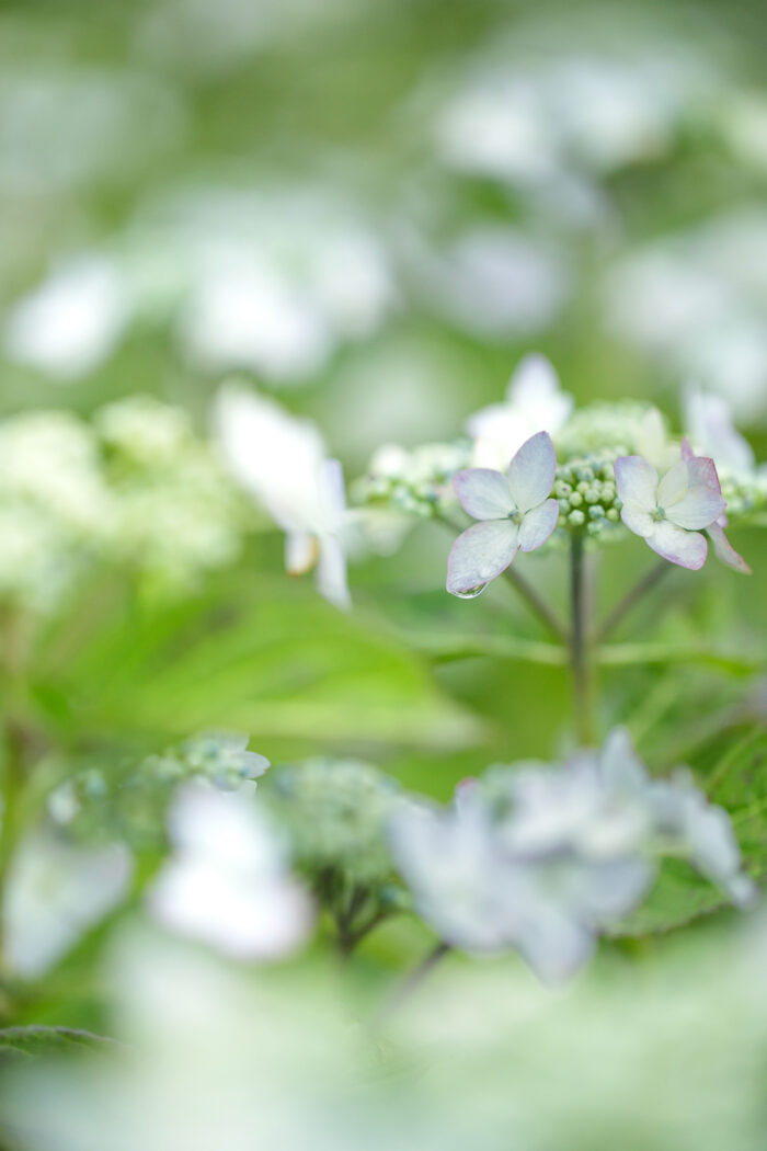 荻窪公園のアジサイ