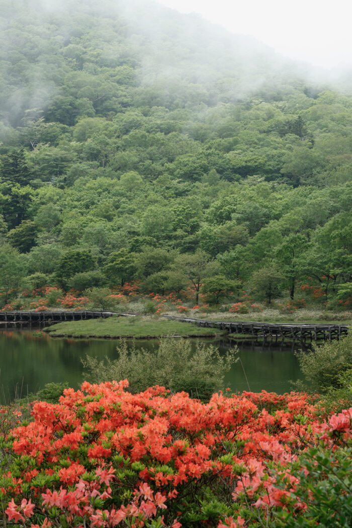 覚満淵のレンゲツツジ