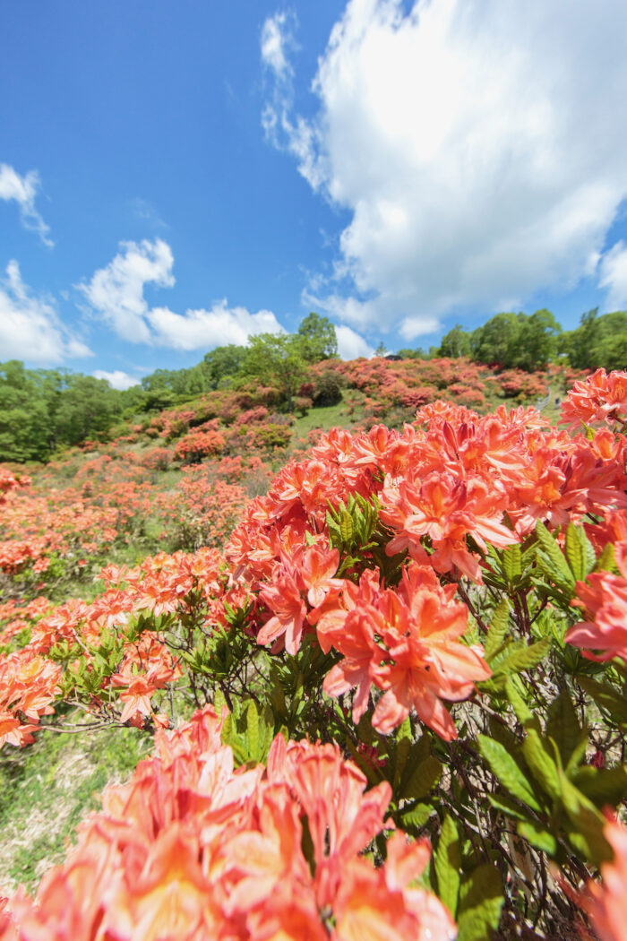 見晴山のレンゲツツジ