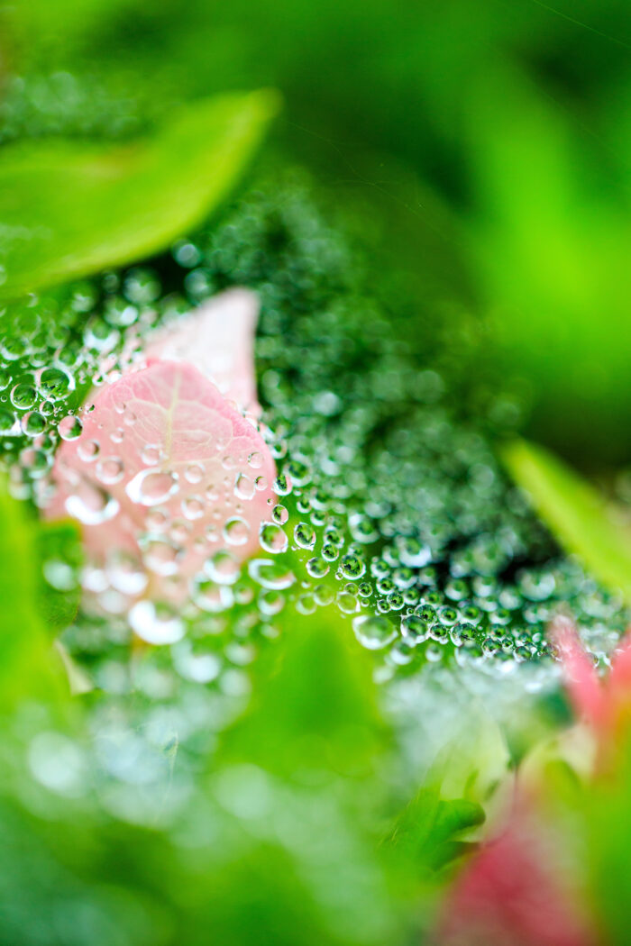 梅雨時の楽しみ方