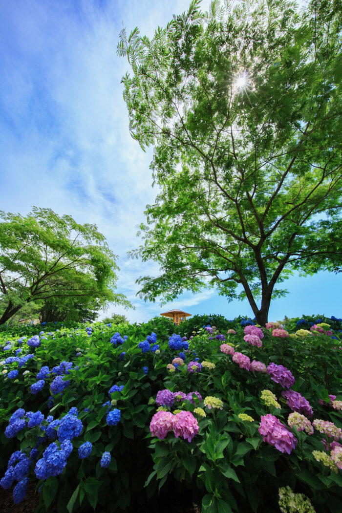 荻窪公園のアジサイ
