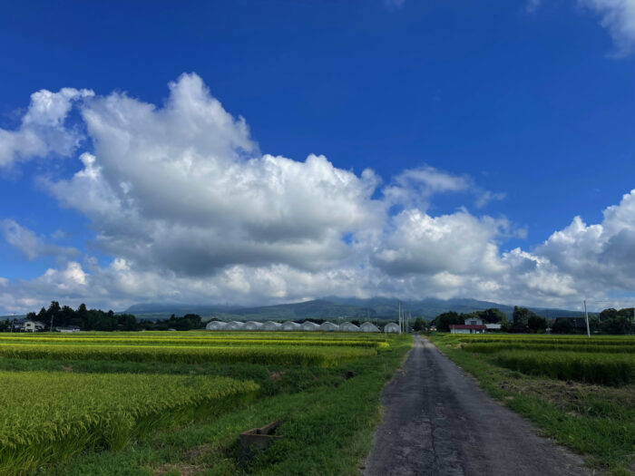 8月26日(土)　AM 8:31　前橋市苗ケ島町