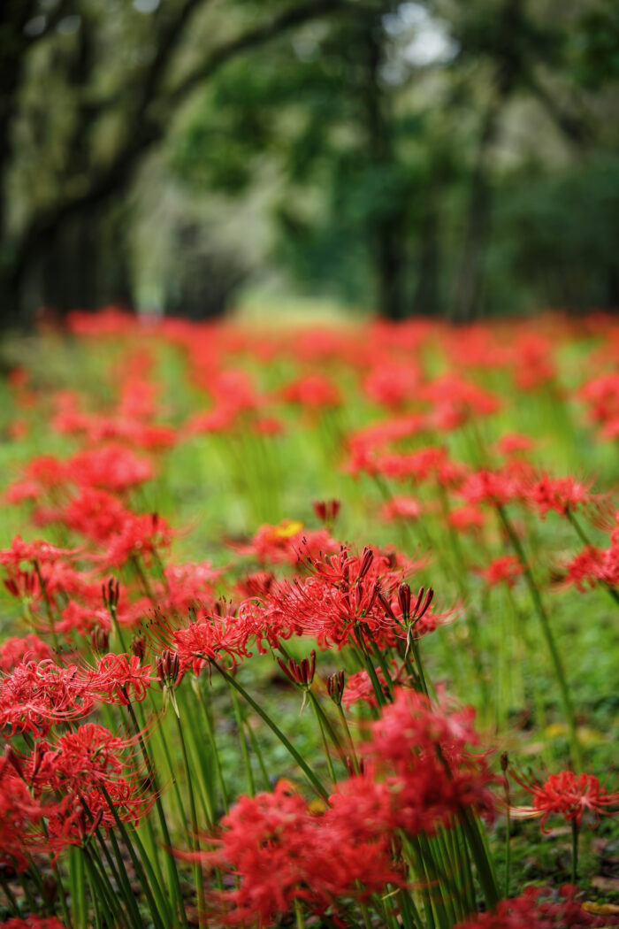 赤城南面千本桜のヒガンバナ