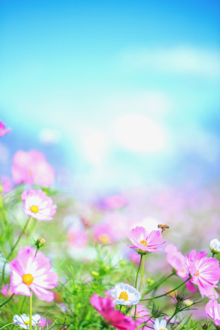 大室公園の秋桜