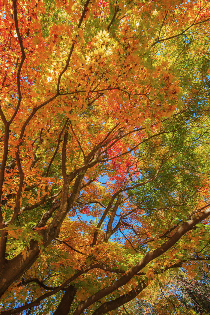 SUBARUふれあいの森 赤城「さくらの広場」の紅葉