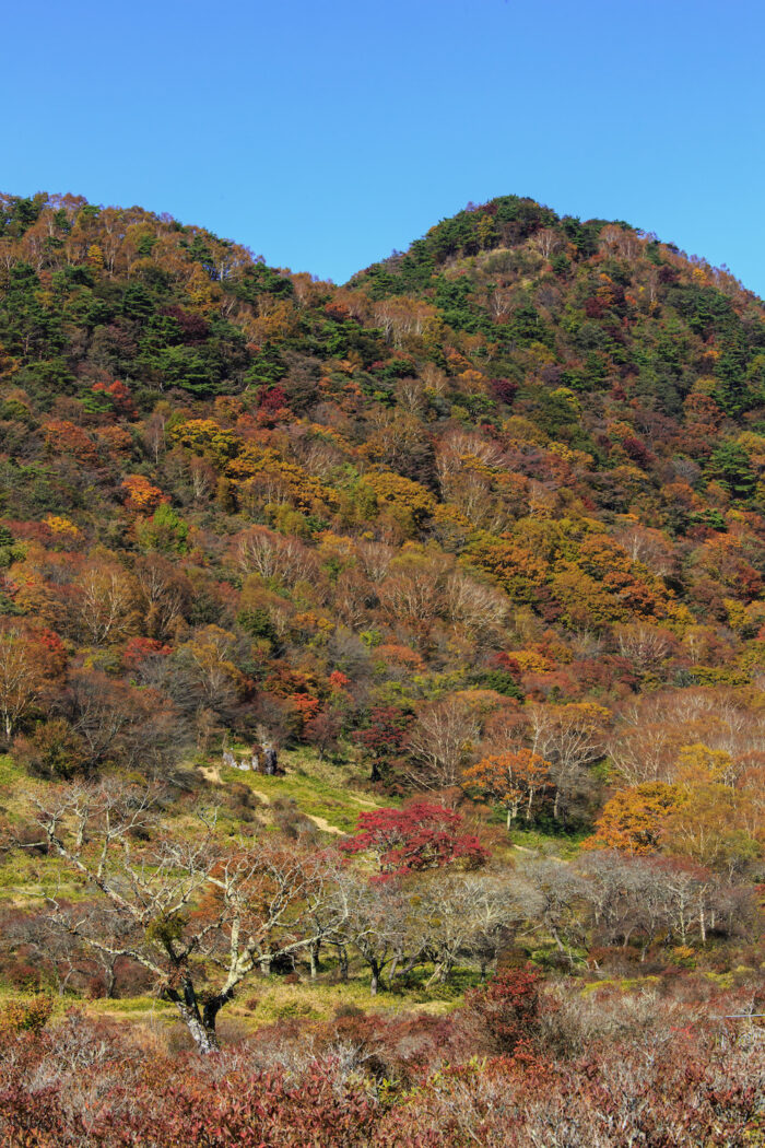 白樺牧場の紅葉