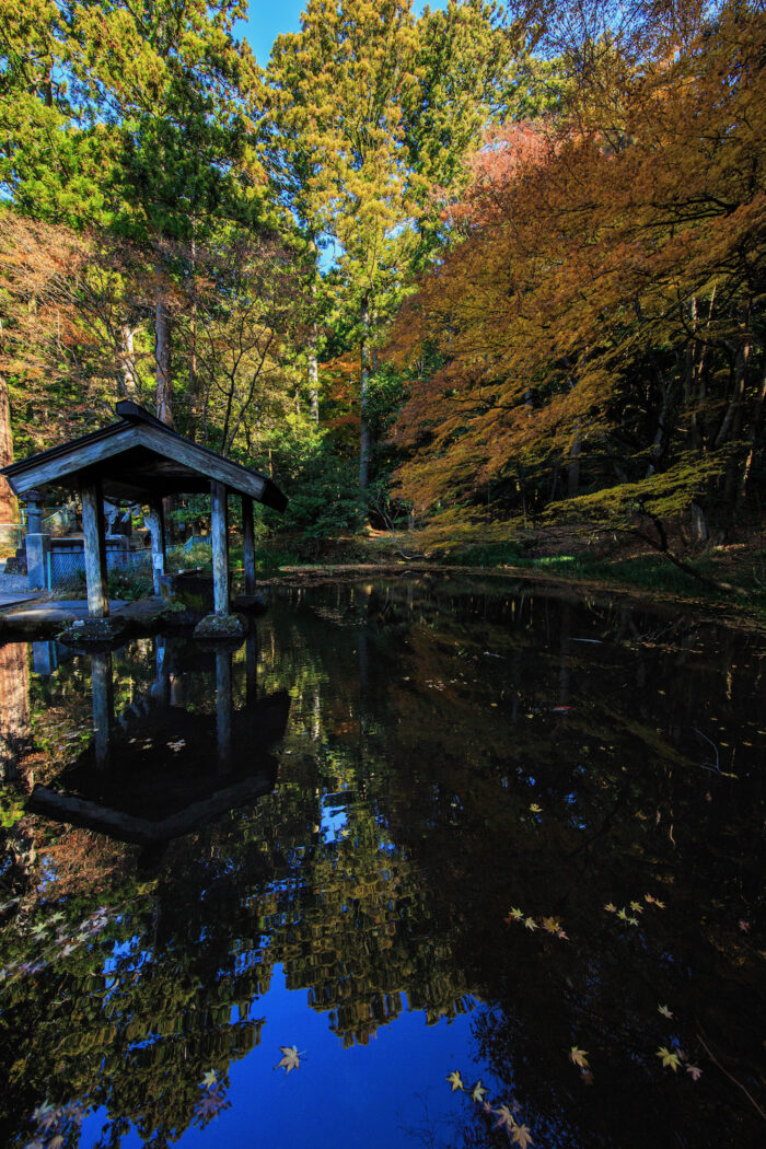 赤城神社の黄葉