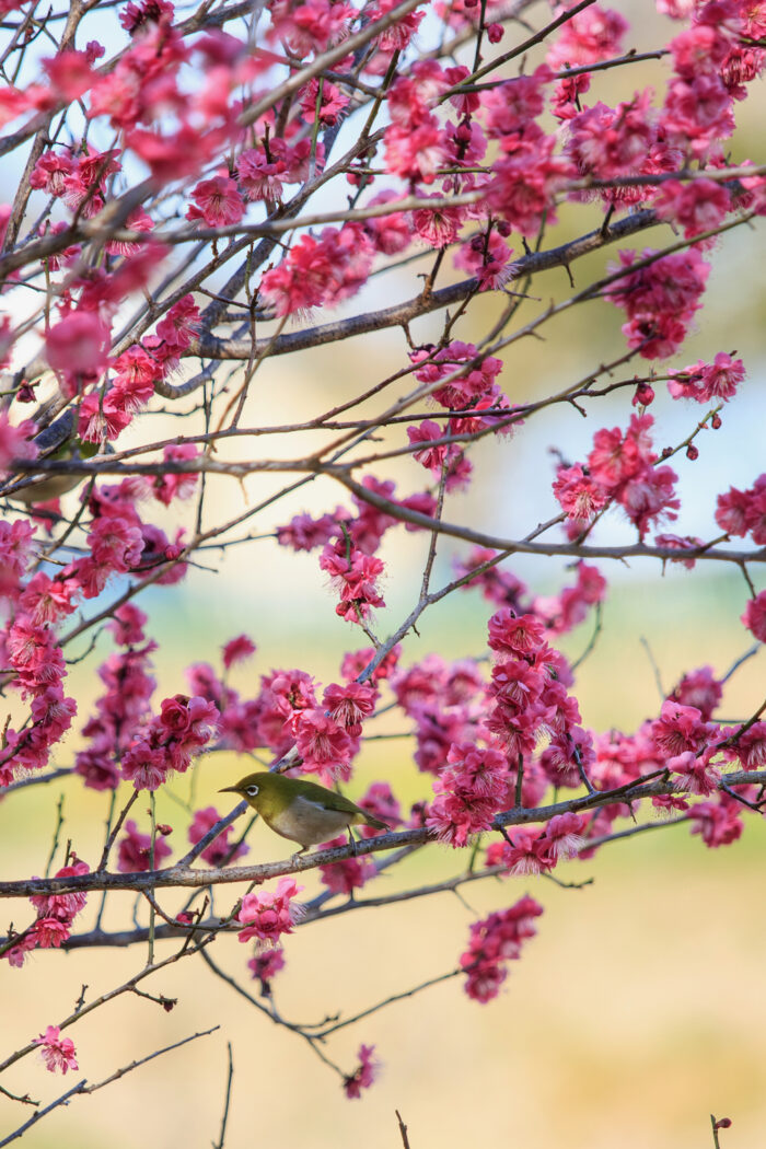 荻窪公園　2月20日(火)撮影