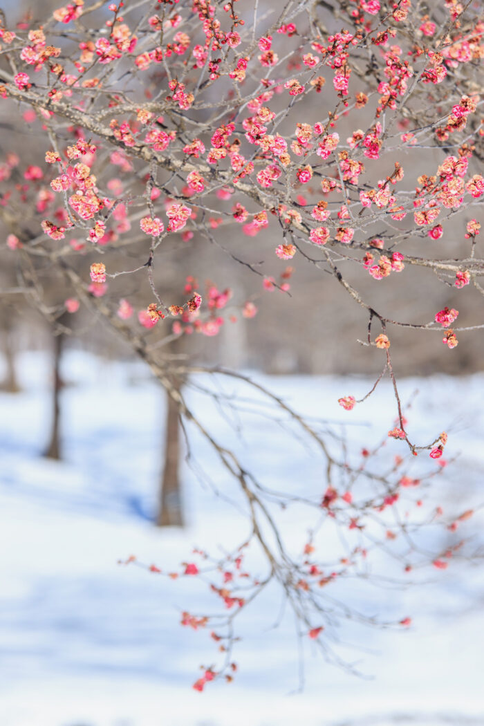 赤城南面千本桜の紅梅