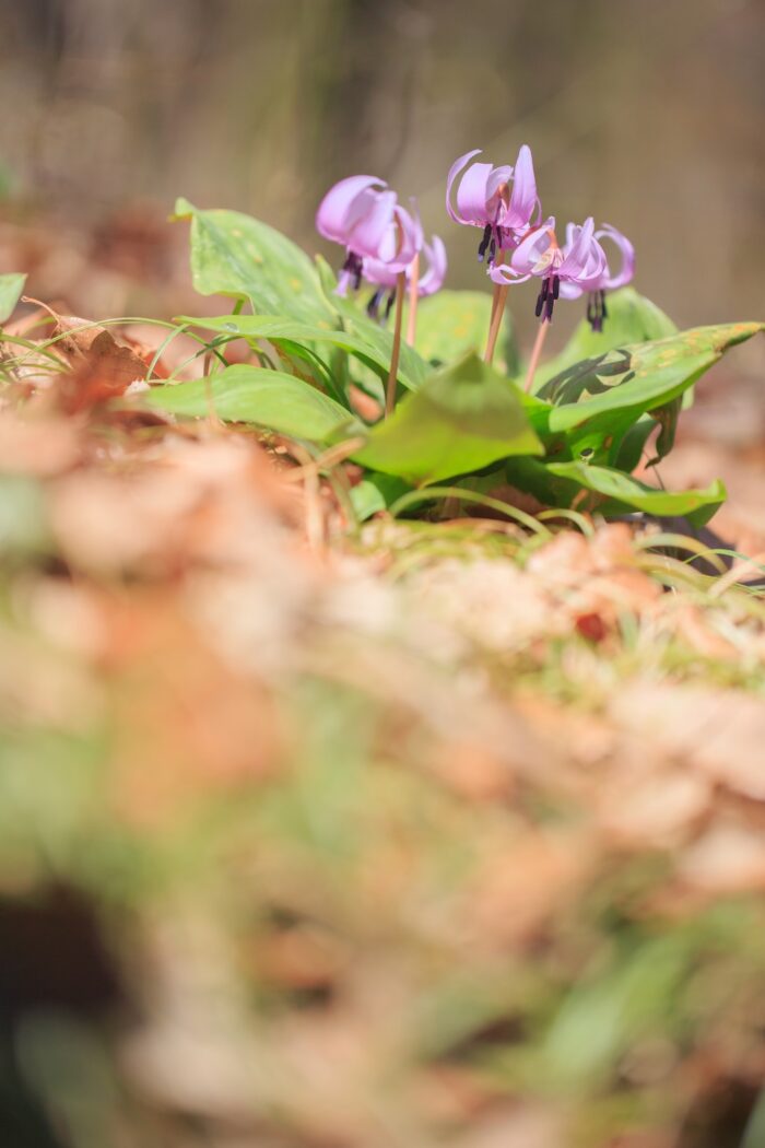 嶺公園のカタクリの花　3/27撮影