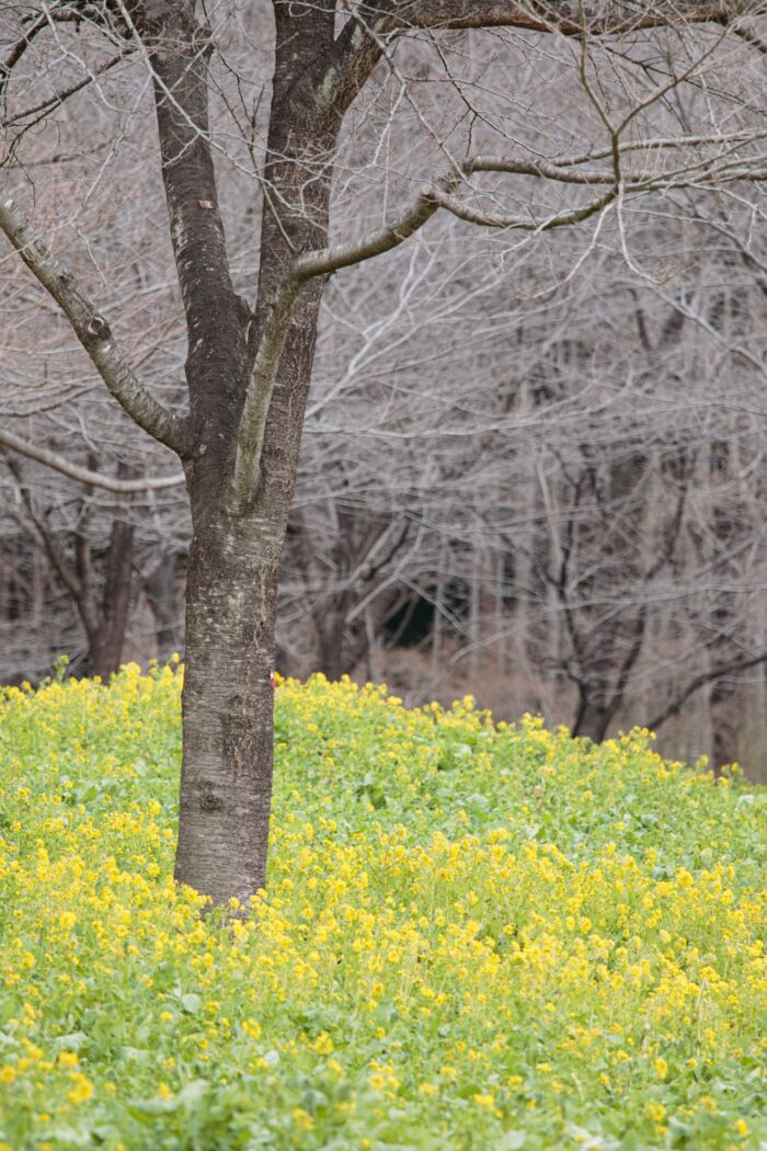 赤城南面千本桜の菜の花