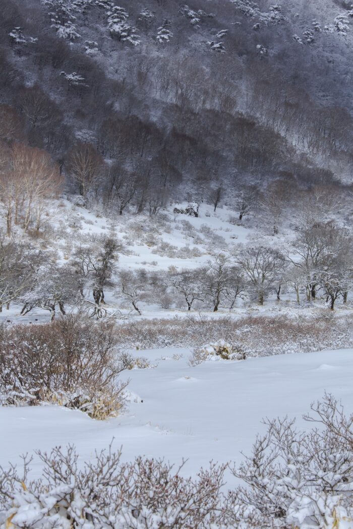 白樺牧場の雪景色　　3/27撮影