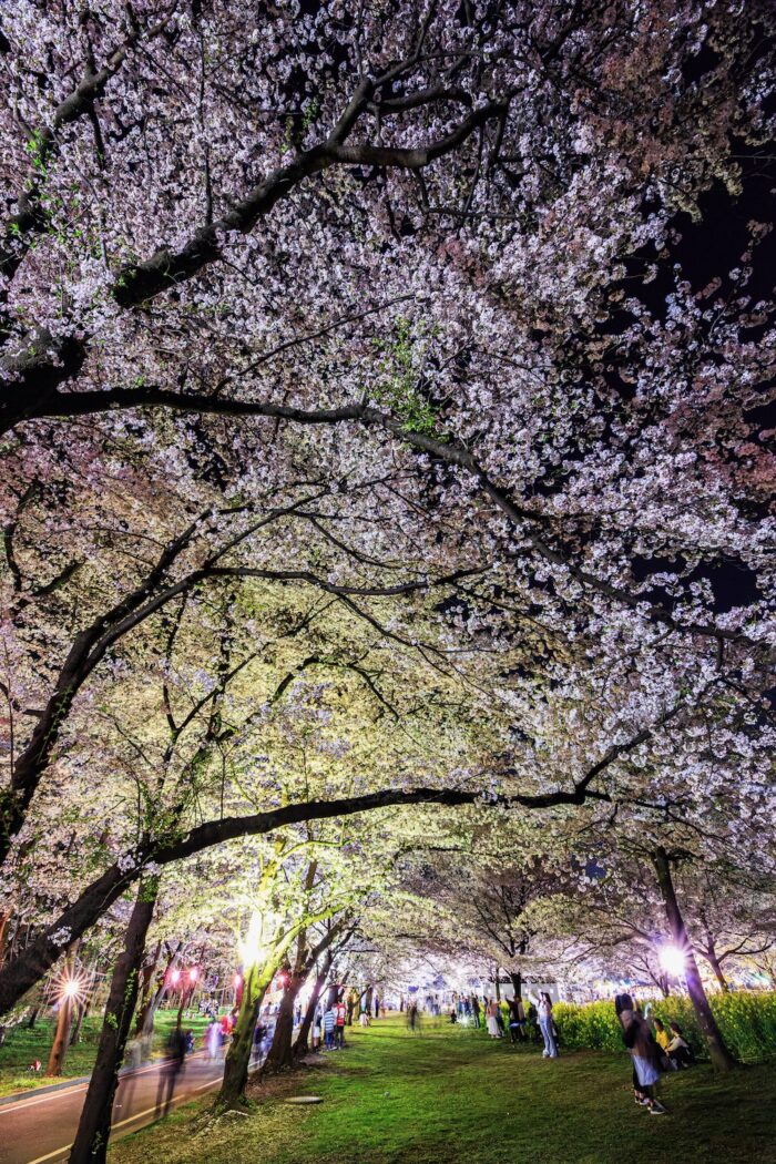 夜の赤城南面千本桜