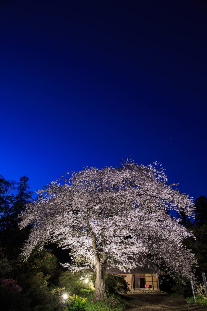 国指定重要文化財阿久沢家住宅の桜のライトアップ