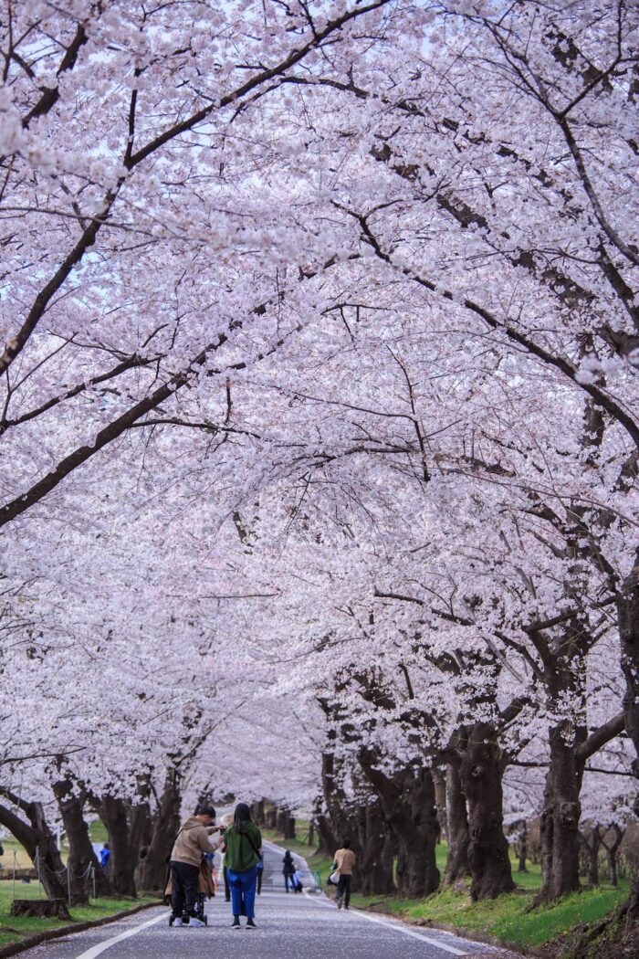 満開の赤城南面千本桜