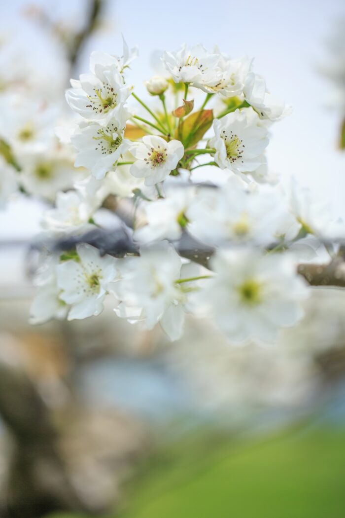 赤城南麓の梨の花