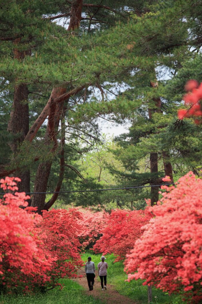 赤城神社参道松並木のヤマツツジ　4/29撮影