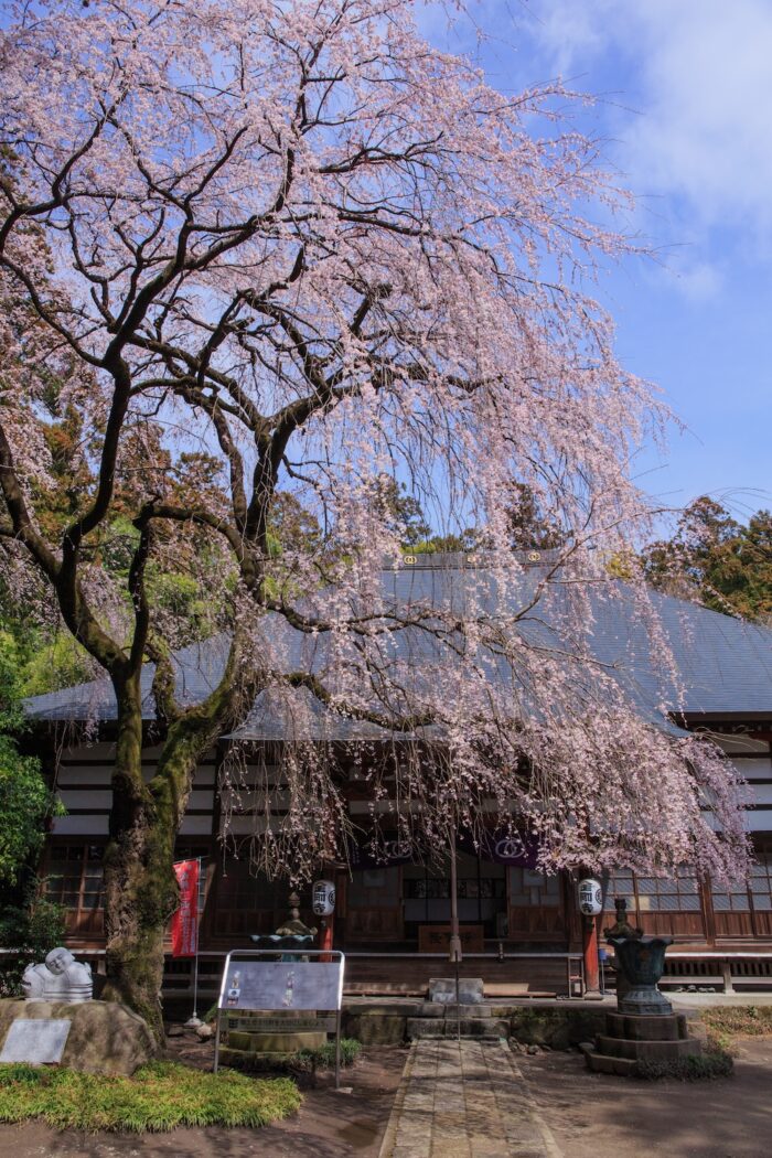 金剛寺のシダレザクラ