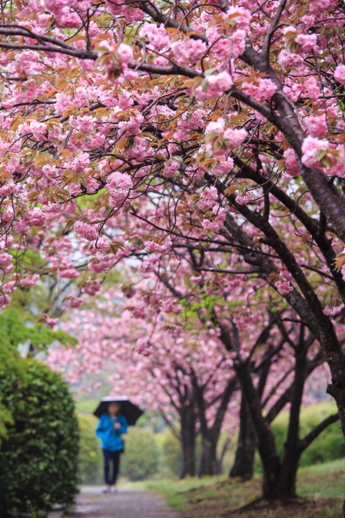 大胡ぐりーんふらわー牧場の八重桜