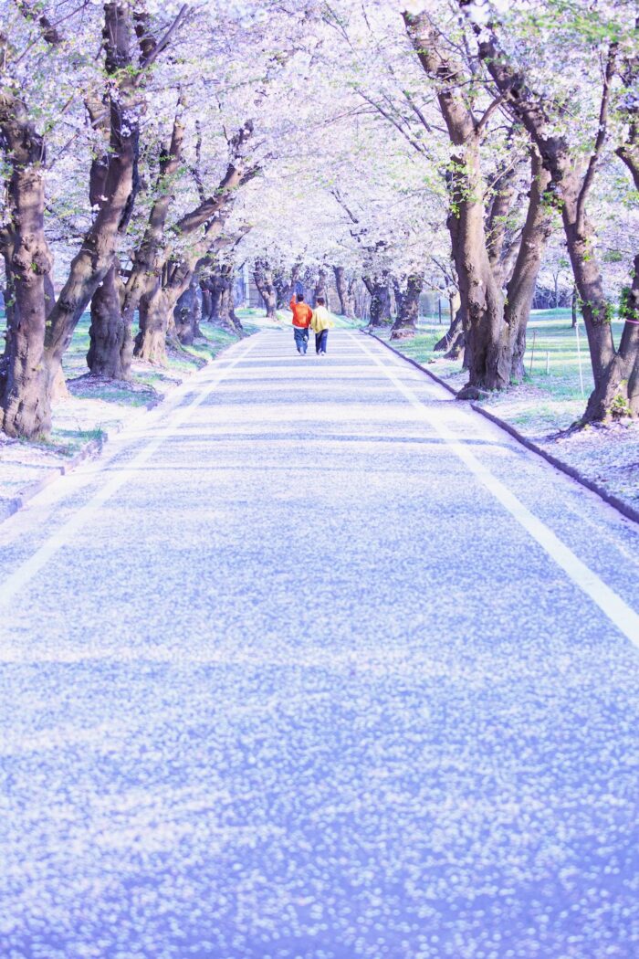 桜まじ　撮影日　4月16日(火)