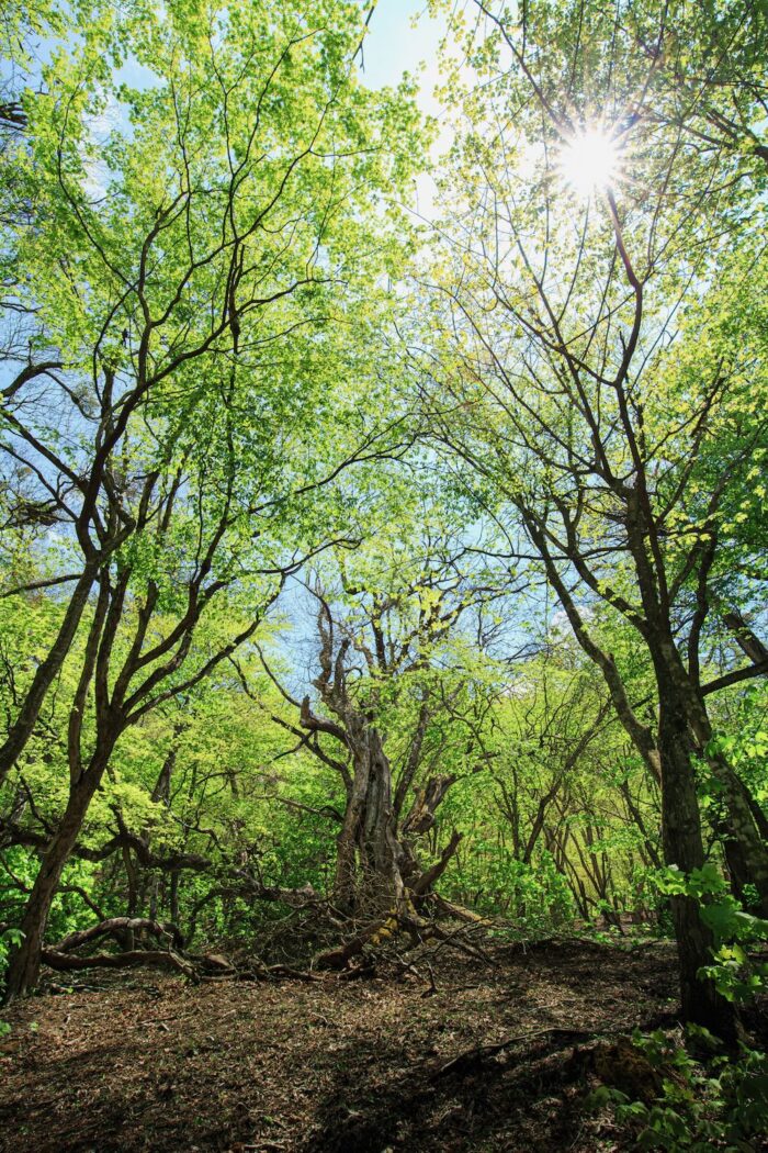 赤城山の原生林