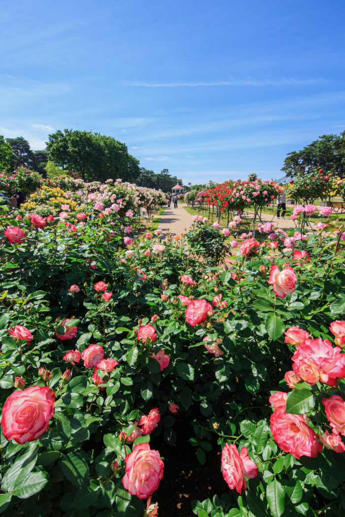 敷島公園門倉テクノばら園　5/15撮影
