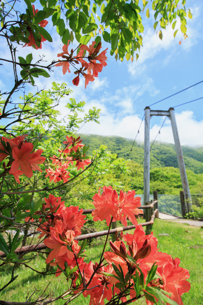 県立赤城森林公園さくらの広場のレンゲツツジ