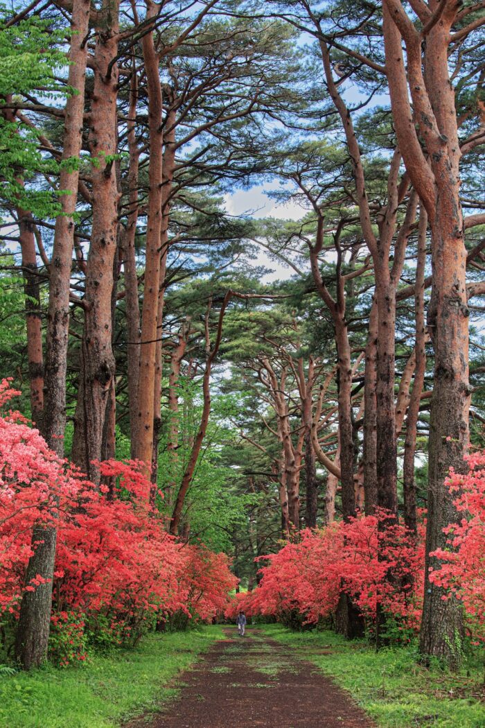 赤城神社参道松並木のヤマツツジ