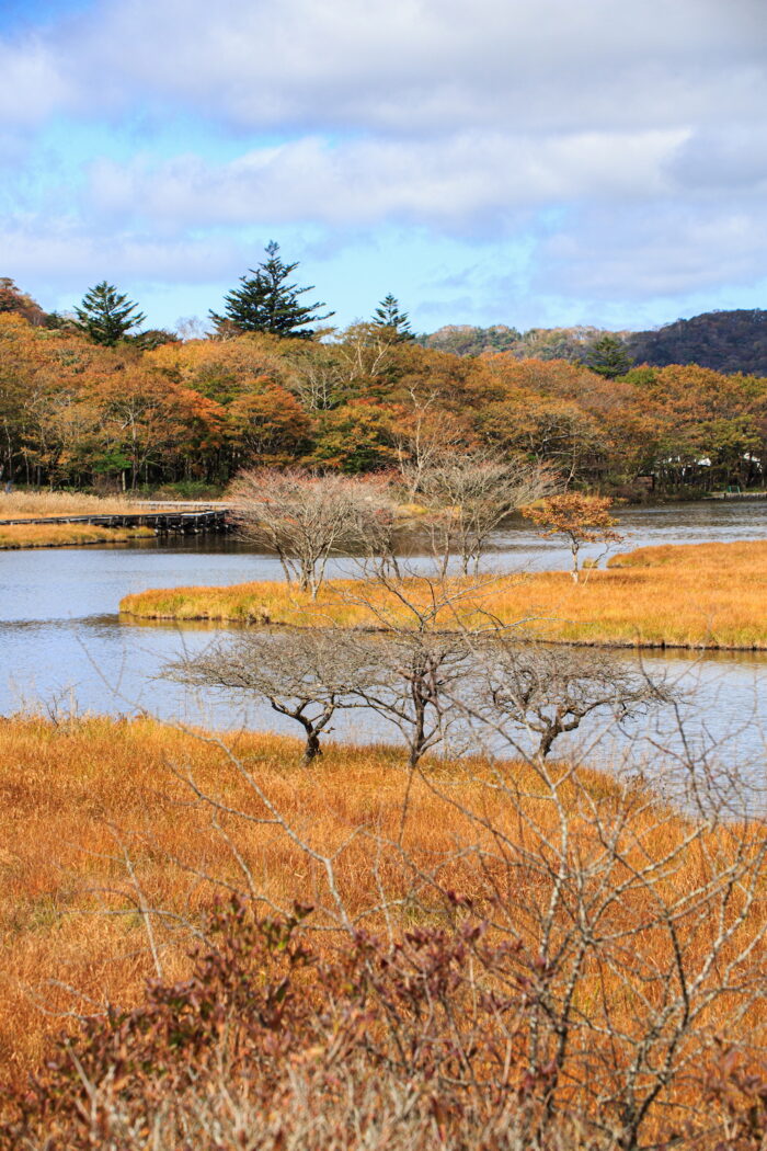 覚満淵の紅葉